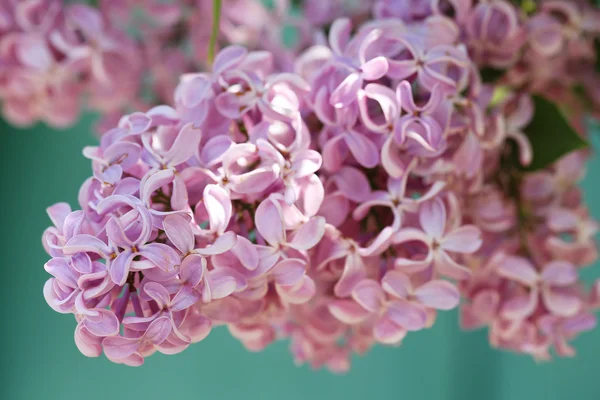 Mooie lila bloemen — Stockfoto