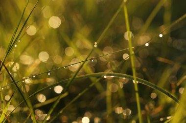 Yeşil çimenlerin üzerindeki çiy damlaları