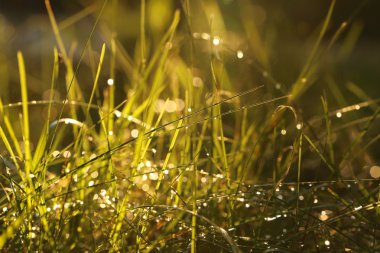 Yeşil çimenlerin üzerindeki çiy damlaları
