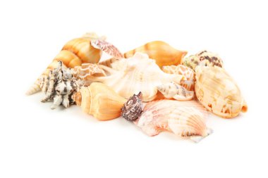 Deniz kabukları çeşitli