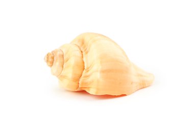 Marine sea shell