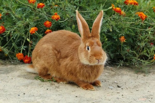 Beautiful red rabbit