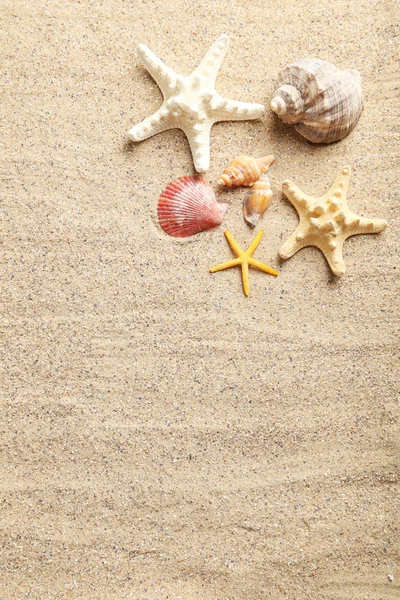 Sea shells on beach — Stock Photo, Image