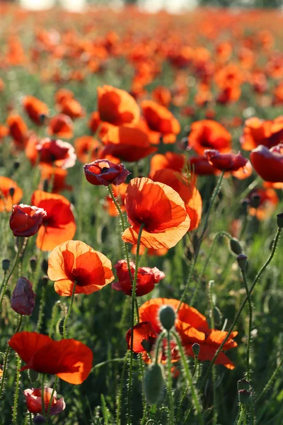 Red poppy flowers field — Stock Photo, Image