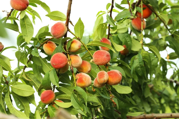 Őszibarack gyümölcsök egy ág — Stock Fotó
