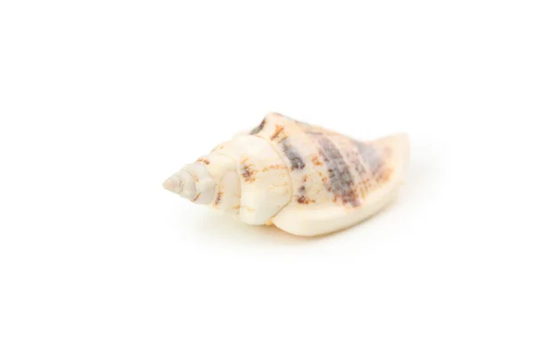 Prachtige tropische zee shell — Stockfoto