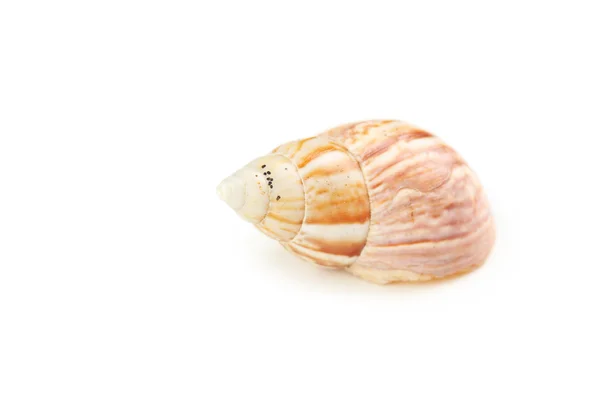Prachtige tropische zee shell — Stockfoto