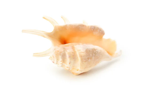 Marine sea shell — Stock Photo, Image