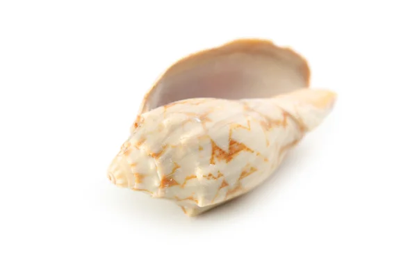 Prachtige tropische zee shell — Stockfoto