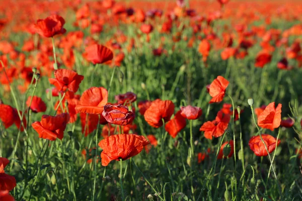 Red poppy flowers field — Stock Photo, Image