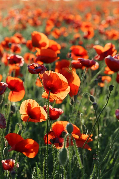 Red poppy flowers field — Stock Photo, Image