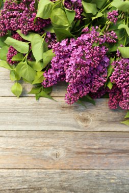 Mor Eflatun çiçekler