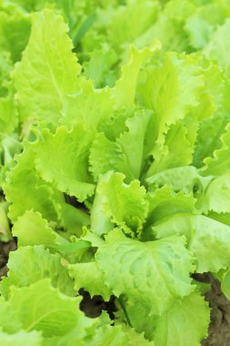 Yeşil olgun marul yaprakları