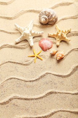 Deniz kabuğu Plajı