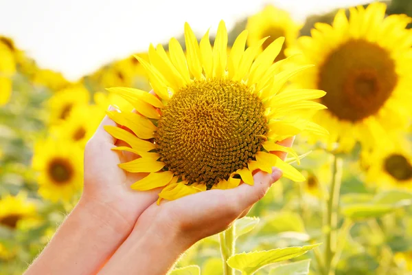 Vrouw handen met zonnebloem — Stockfoto