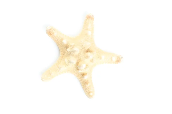 Tengeri csillag fehér alapon — Stock Fotó