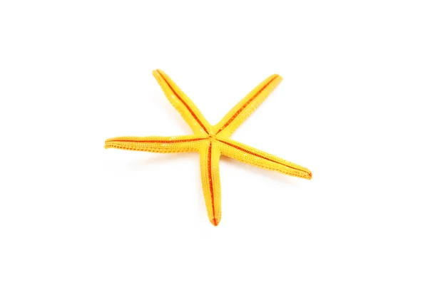 Starfish on white background — Stock Photo, Image