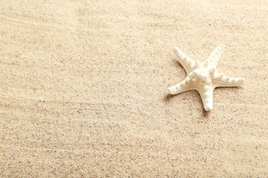 Kumsaldaki deniz yıldızı
