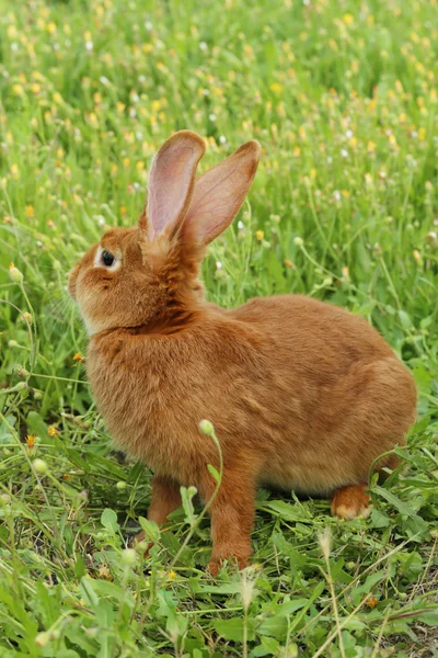 Schönes rotes Kaninchen — Stockfoto