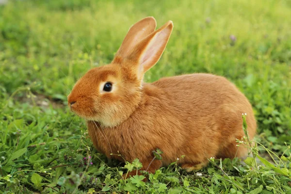 Красный кролик на траве — стоковое фото