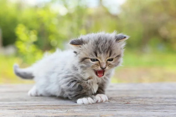 Pequeno gatinho na mesa — Fotografia de Stock