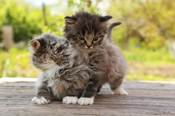 Små grå kattungar — Stockfoto