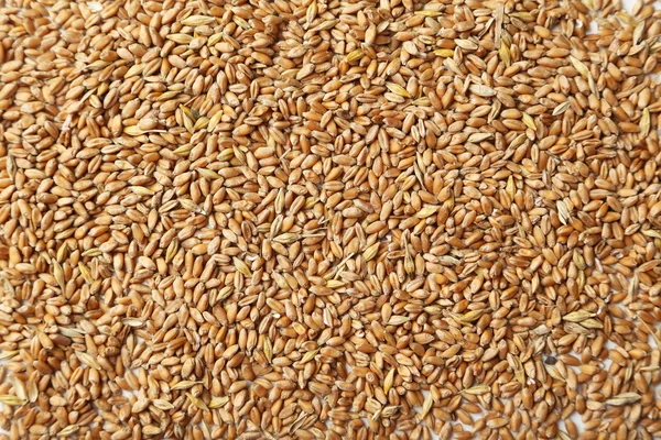 Wheat grains background — Stock Photo, Image