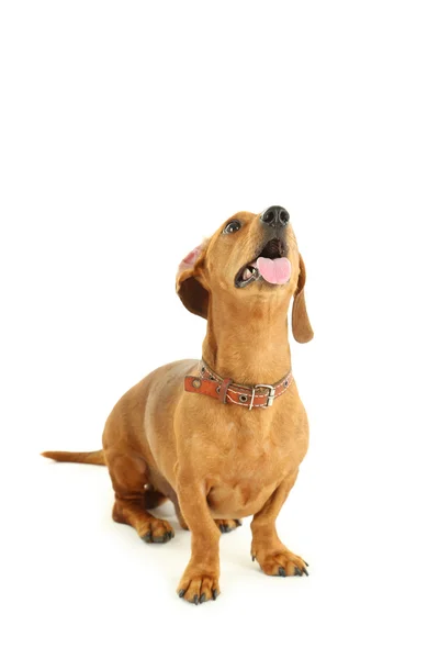 Carino cane bassotto — Foto Stock