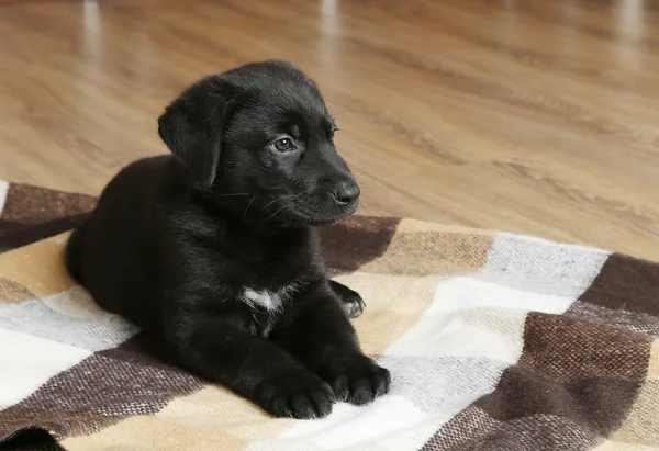 Hermoso cachorro labrador negro — Foto de Stock