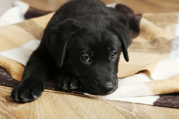 Hermoso cachorro labrador negro — Foto de Stock