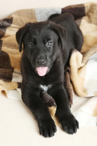 Hermoso cachorro labrador negro — Foto de Stock