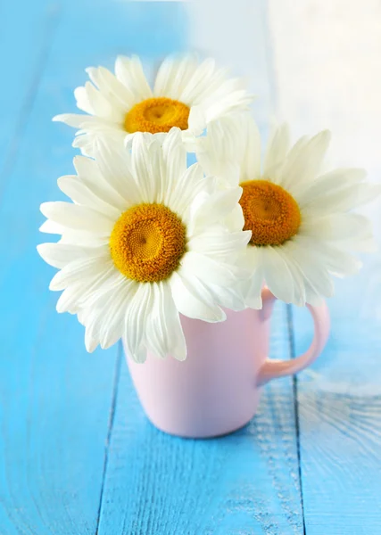 Blooming Chamomile flowers — Stock Photo, Image