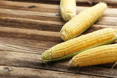 Olgun mısır koçanı