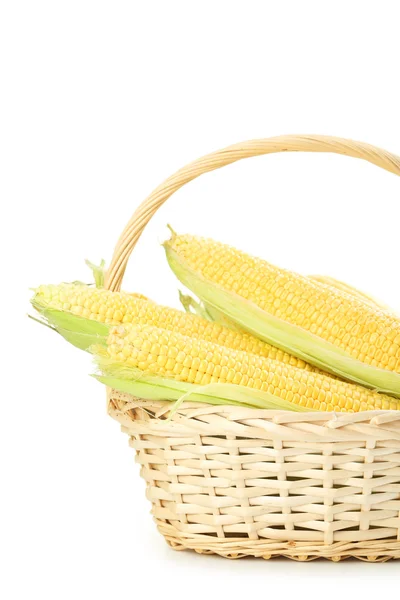 Corn cobs in basket — Stock Photo, Image