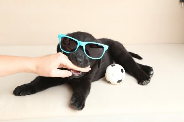 Labrador köpek ısırığı kız el