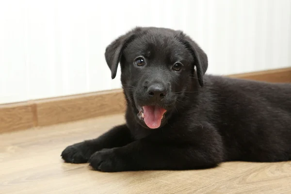 Schöner schwarzer Labrador Welpe — Stockfoto