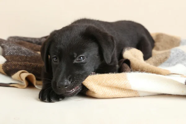 Hermoso cachorro labrador negro — Foto de Stock