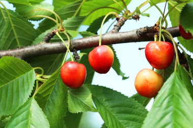 bir ağaç dalı üzerinde asılı kiraz