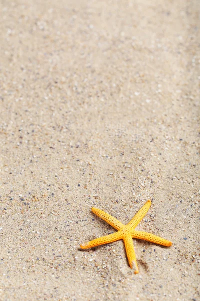 Estrela do mar em uma areia de praia — Fotografia de Stock