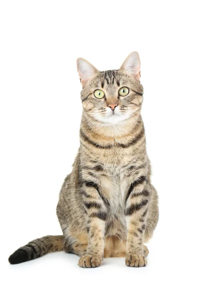 Домашняя полосатая кошка — стоковое фото