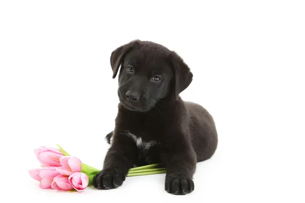 花を持つ美しい黒のラブラドール子犬 — ストック写真