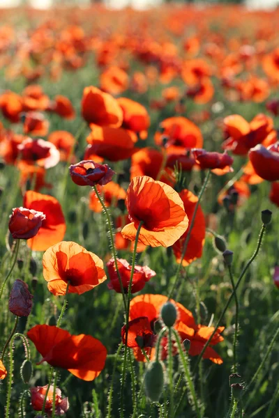 Poppy flowers field — Stock Photo, Image