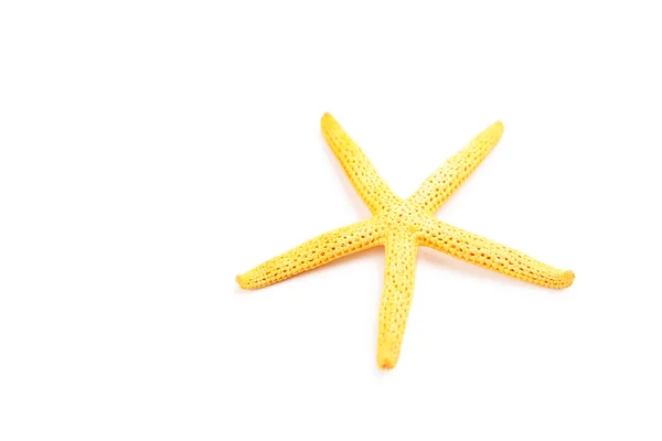 Starfish on a white background — Stock Photo, Image
