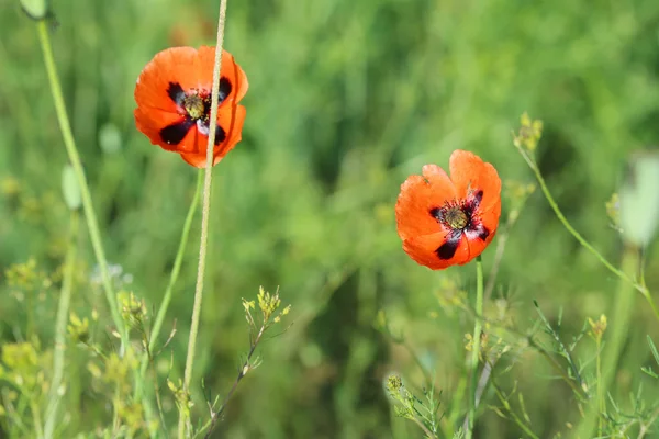 Red poppy flowers — Stock Photo, Image