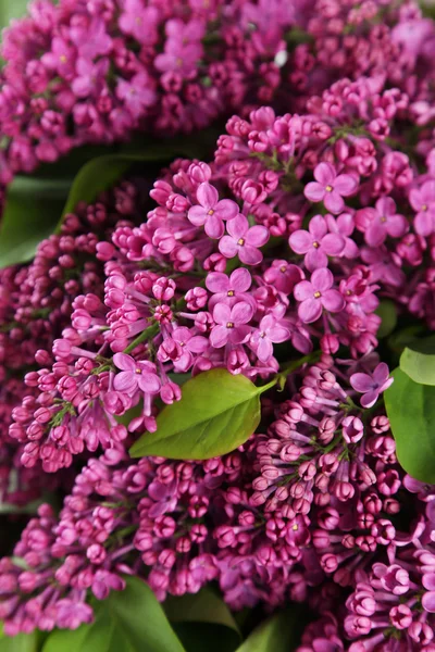 紫色丁香花 — 图库照片