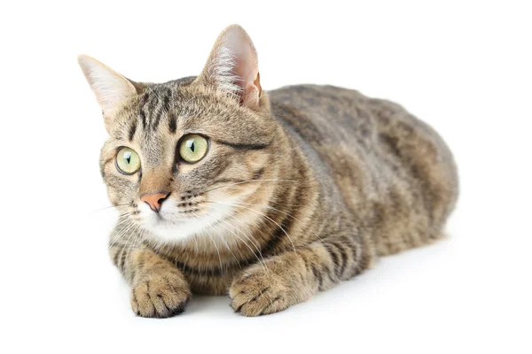 Domestic striped cat — Stock Photo, Image