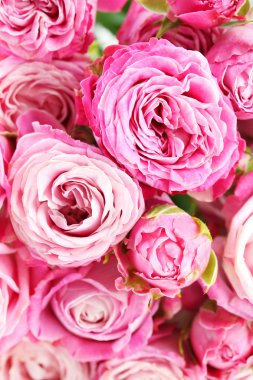 güzel pembe güller arka plan