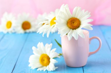 Papatya çiçeği Kupası