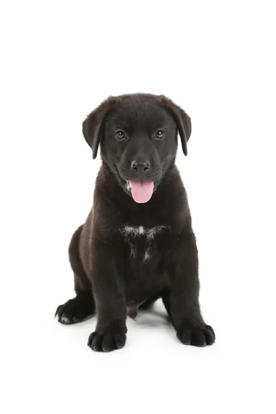 Labrador cachorro sentado — Foto de Stock