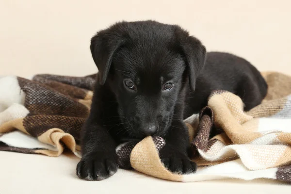 Cachorro labrador negro sobre cuadros — Foto de Stock